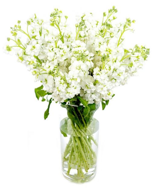 Weekly Flower Delivery – White Stocks for the Home or Office