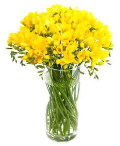 Fresh Freesias Yellow 30 Stems Freesias by Post Freesia Bouquet UK Freesia Delivery Freesia Flowers Delivered Letterbox Freesias