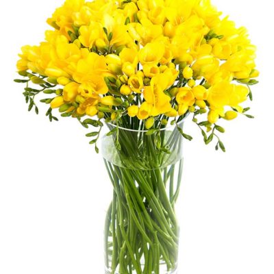 Yellow Freesias Delivered