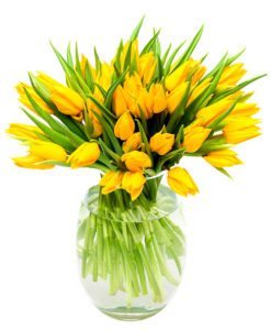 Yellow Tulips