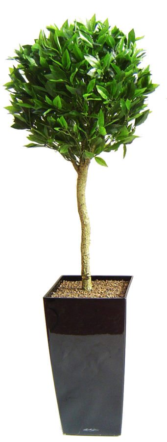 5ft bay tree in black planter for delivery