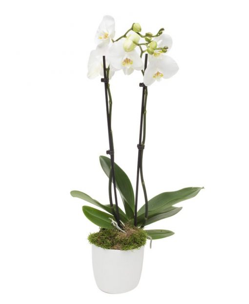 Monthly Reception Orchid, Double stemmed white Phalaenopsis orchid