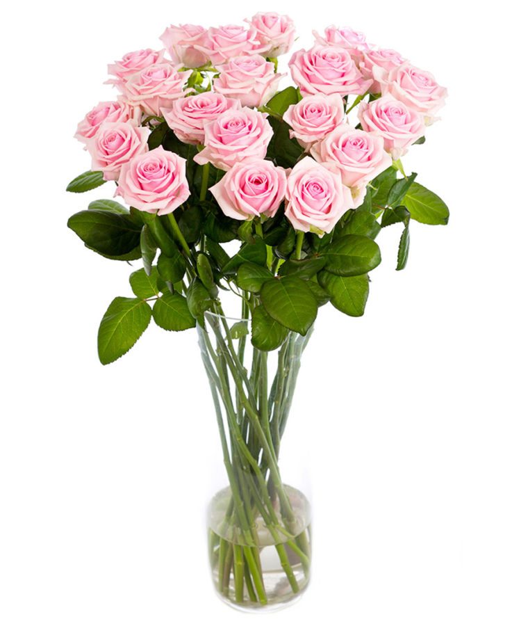 Long Stemmed Roses - Soft Pink