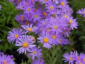 Aster flower - birth flower for September