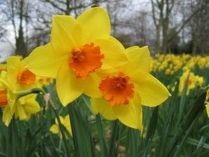 Birth flower for March - Daffodil flower