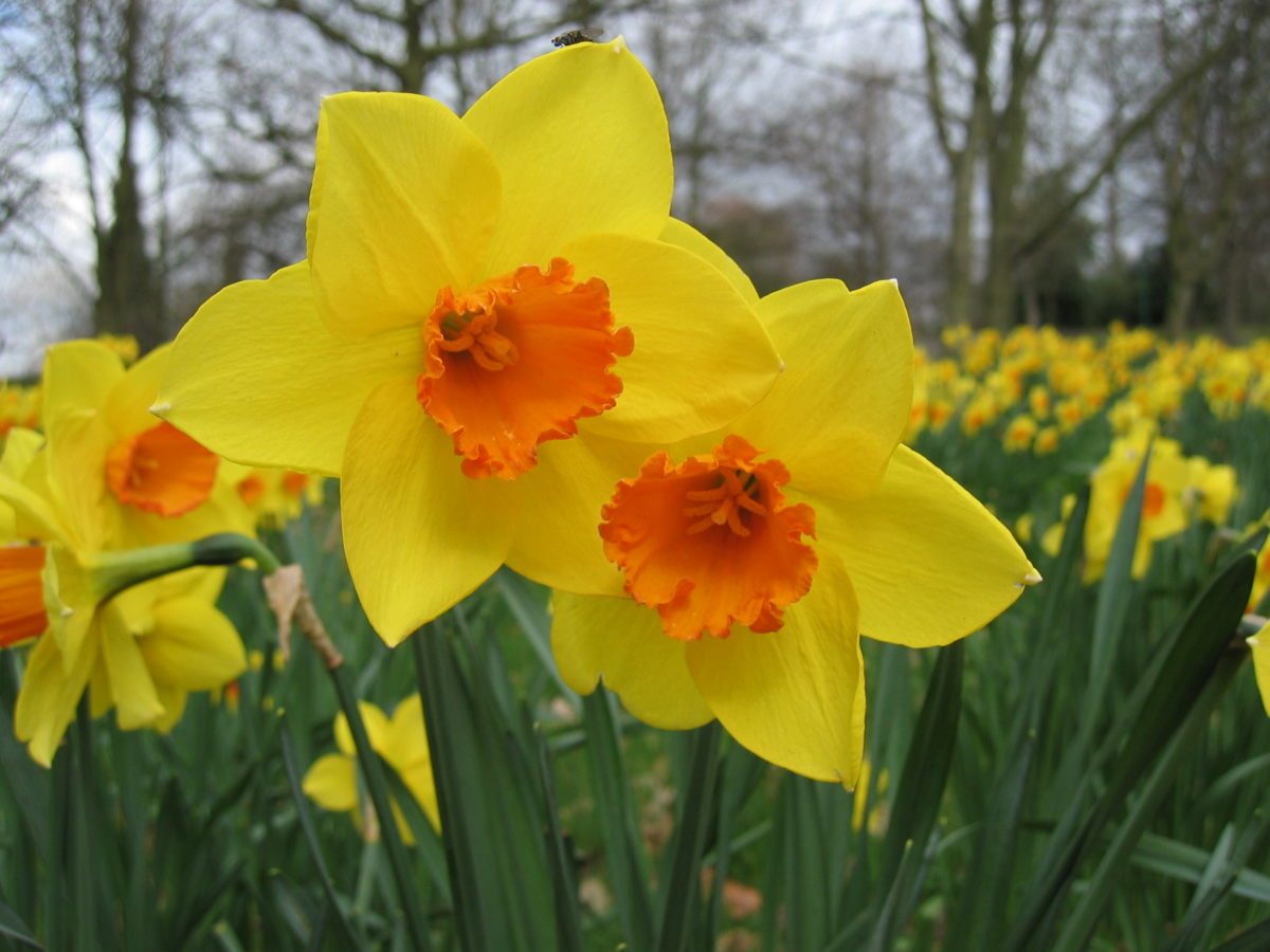 Birth flower for March - Daffodil flower | Flowers by Flourish