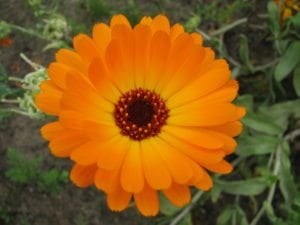 Calendula birth flower for October