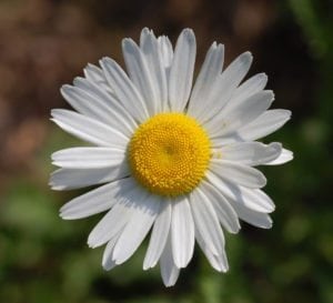 Daisy Flower - Birth flower for April