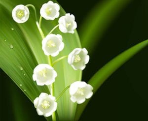 lily of the valley flower - birth flower for May