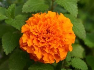 Marigold -Is also the birth flower for October