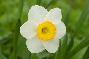 Narcissus Flower - birth flower for December