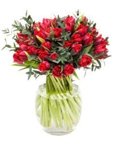 Red Parrot Tulips and Eucalyptus Parvifolia