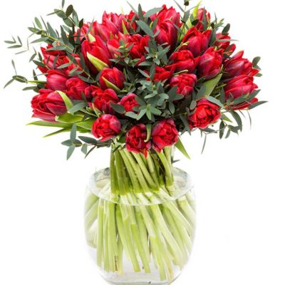 Red Parrot Tulips and Eucalyptus Parvifolia