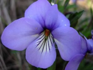 Violet Flower february birth flower