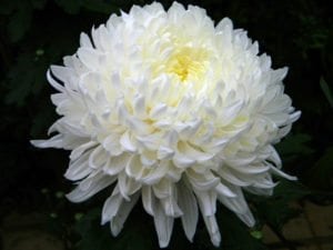 White Chrysanthemum - Birth flower for November