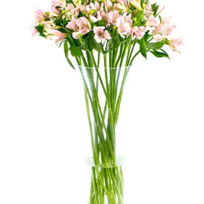 Flower Subscription - Alstroemeria - Pink