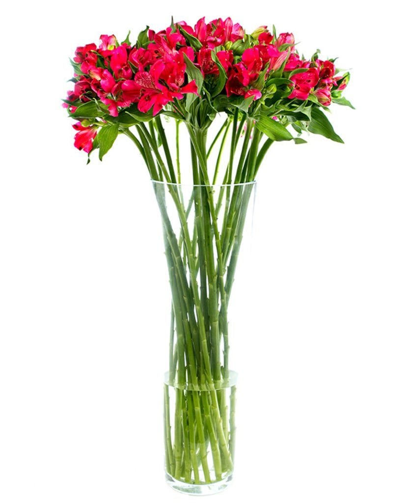 Red Alstroemeria - Peruvian Lily