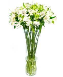 White Alstroemeria - Peruvian Lily