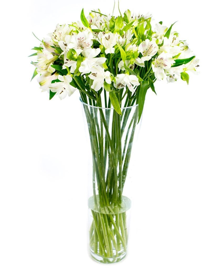White Alstroemeria - Peruvian Lily
