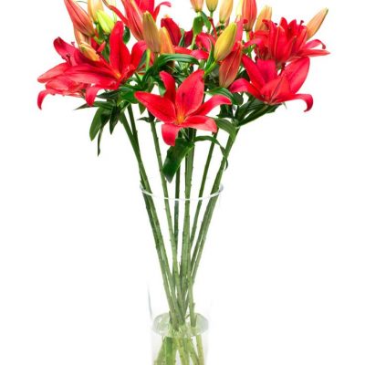 Asiatic Lilies - Red