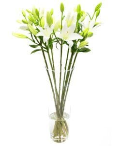 White Asiatic Lilies