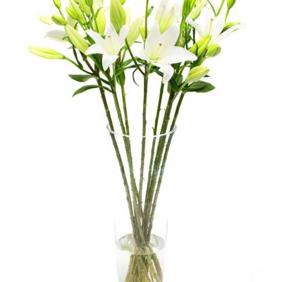 Asiatic Lilies - White