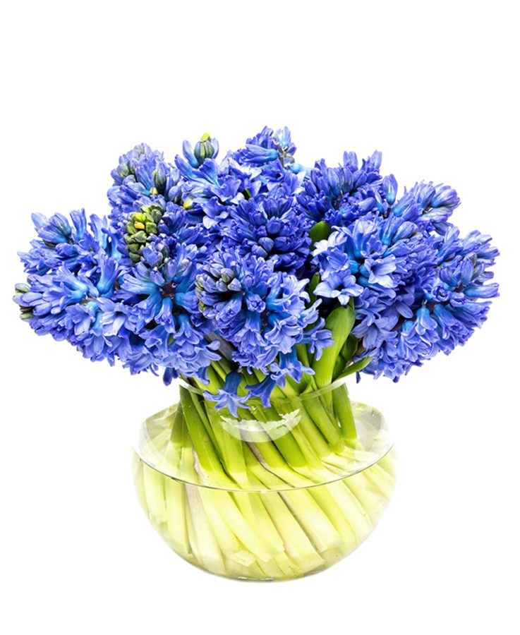 Hyacinths - Blue