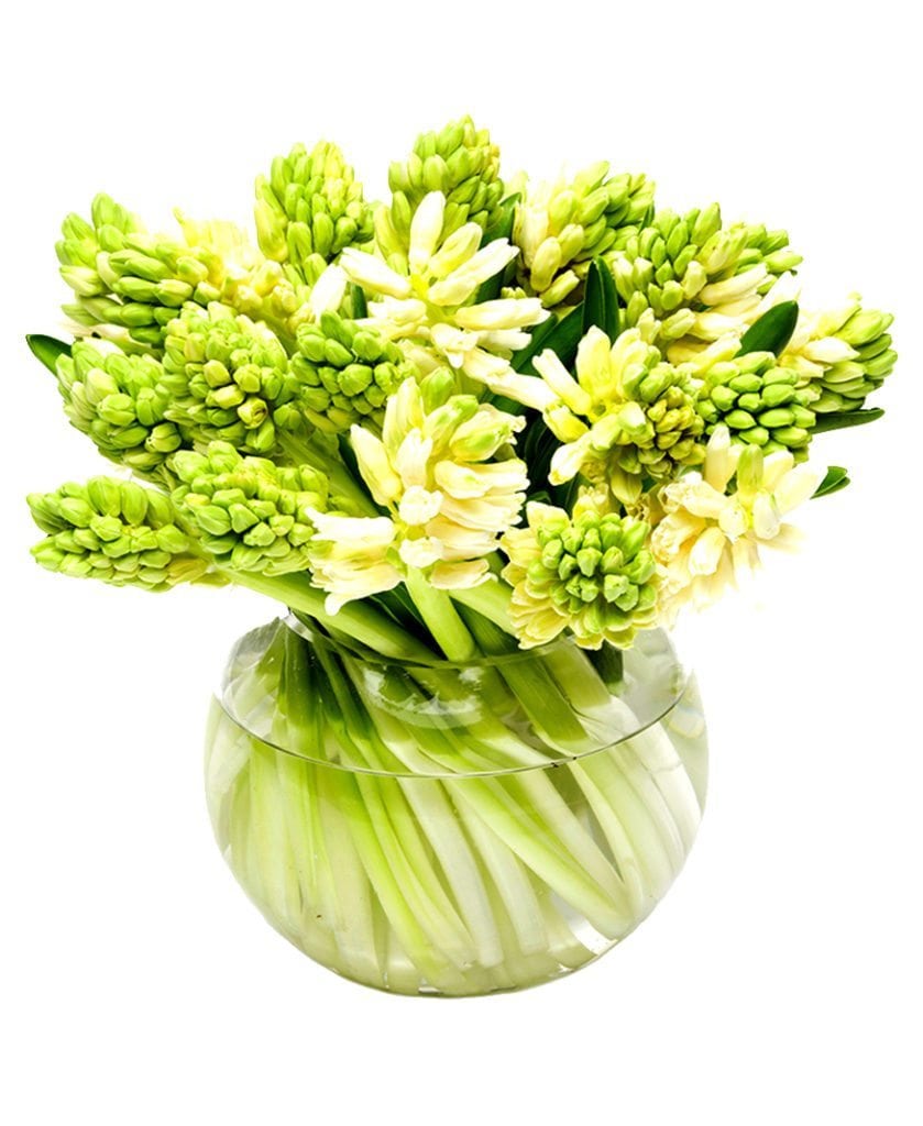 White Hyacinths