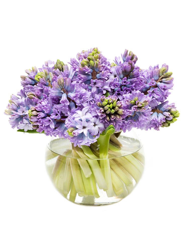 Purple Hyacinths - A lovely scent and vibrant colour | Flowers By Flourish