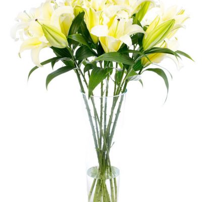 Oriental Lilies - Yellow