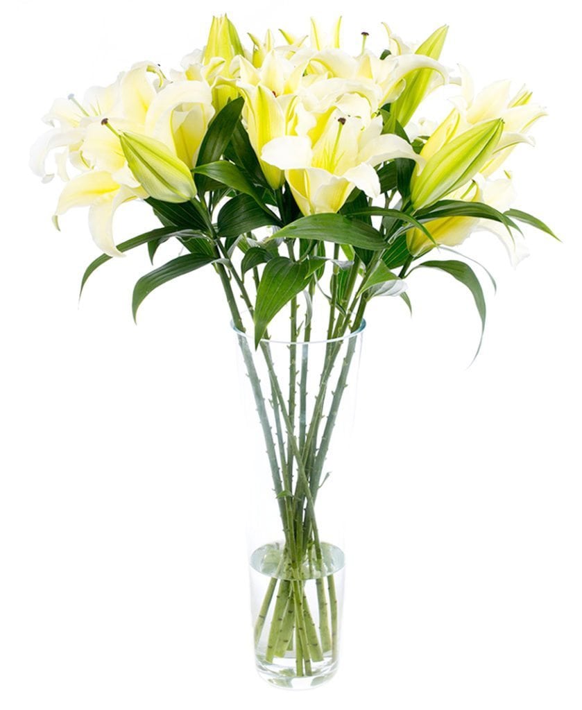 Yellow Oriental Lilies
