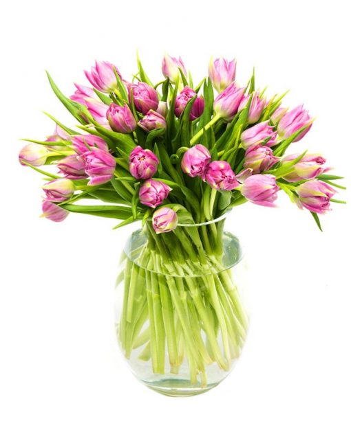 Tulips - Double - Lilac