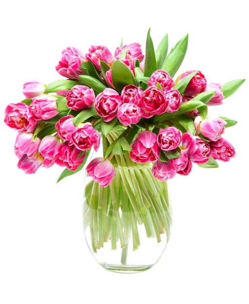 Tulips - Double - Pink and Cream