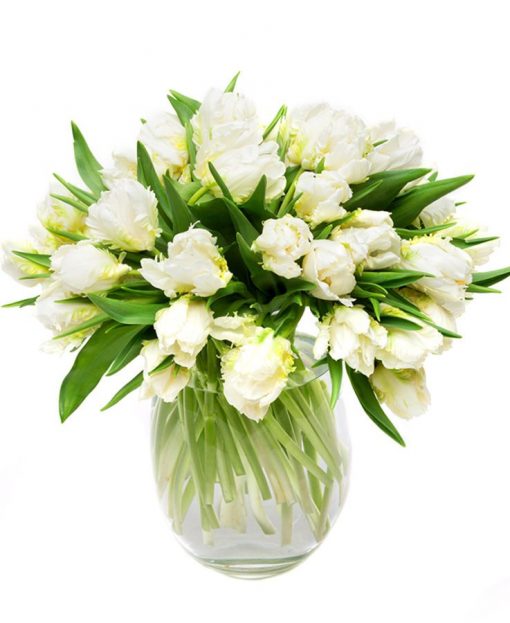 Tulips - Double - White and Green