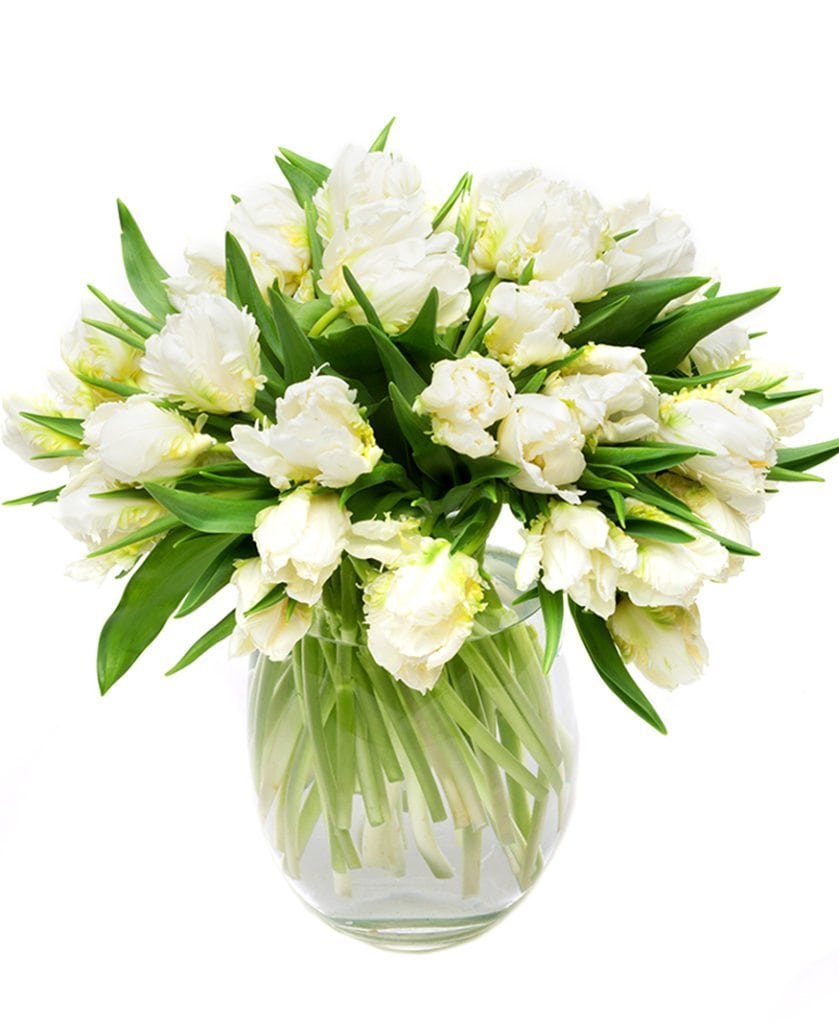 Tulips - Double - White & Green