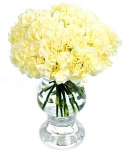 Carnations - Cream