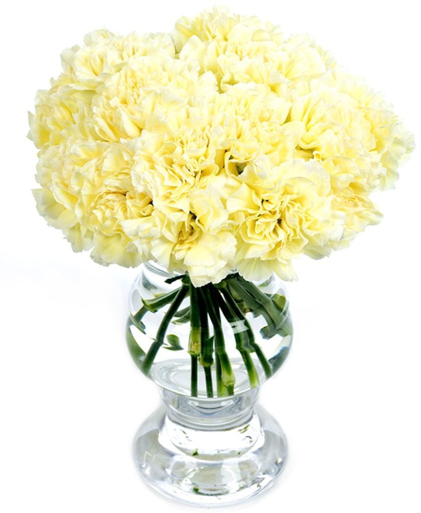 Cream Carnations