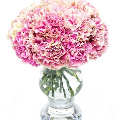 Carnations - Mottled Pink