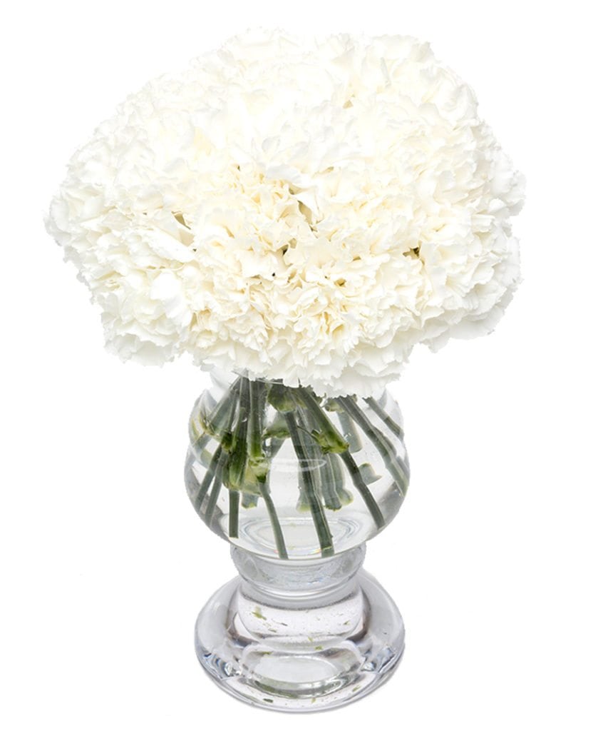 White Carnations