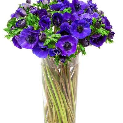 Flower Subscription - Anemones - Blue