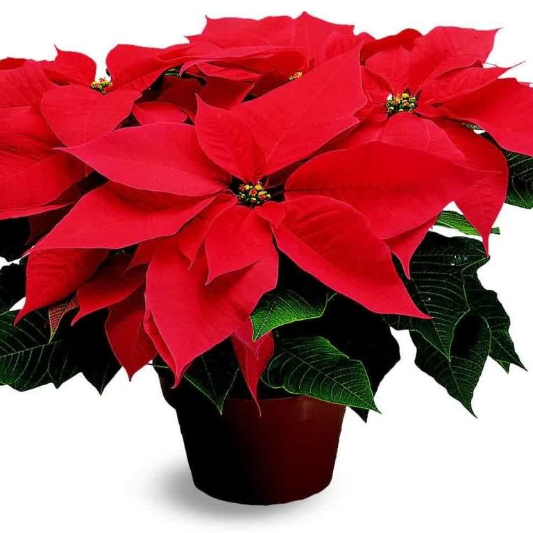 Decorate Naturally for the Holidays with Houseplants | Garden Media
