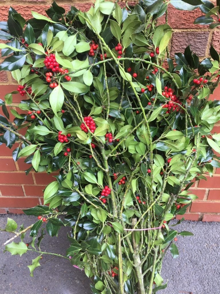 Holly Bundle