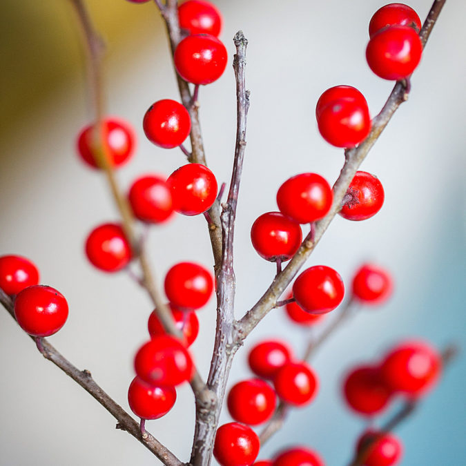 Ilex - RM3A8047-9 Ilex - RM3A8047-9