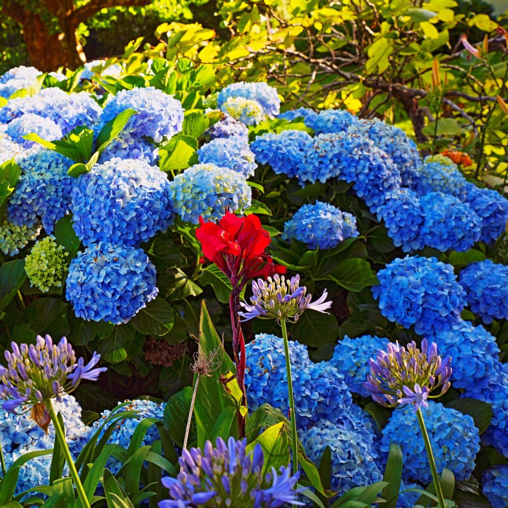 agapanthus and poppy flowers with Hydrangea Wildflowers at springtime in Gramado