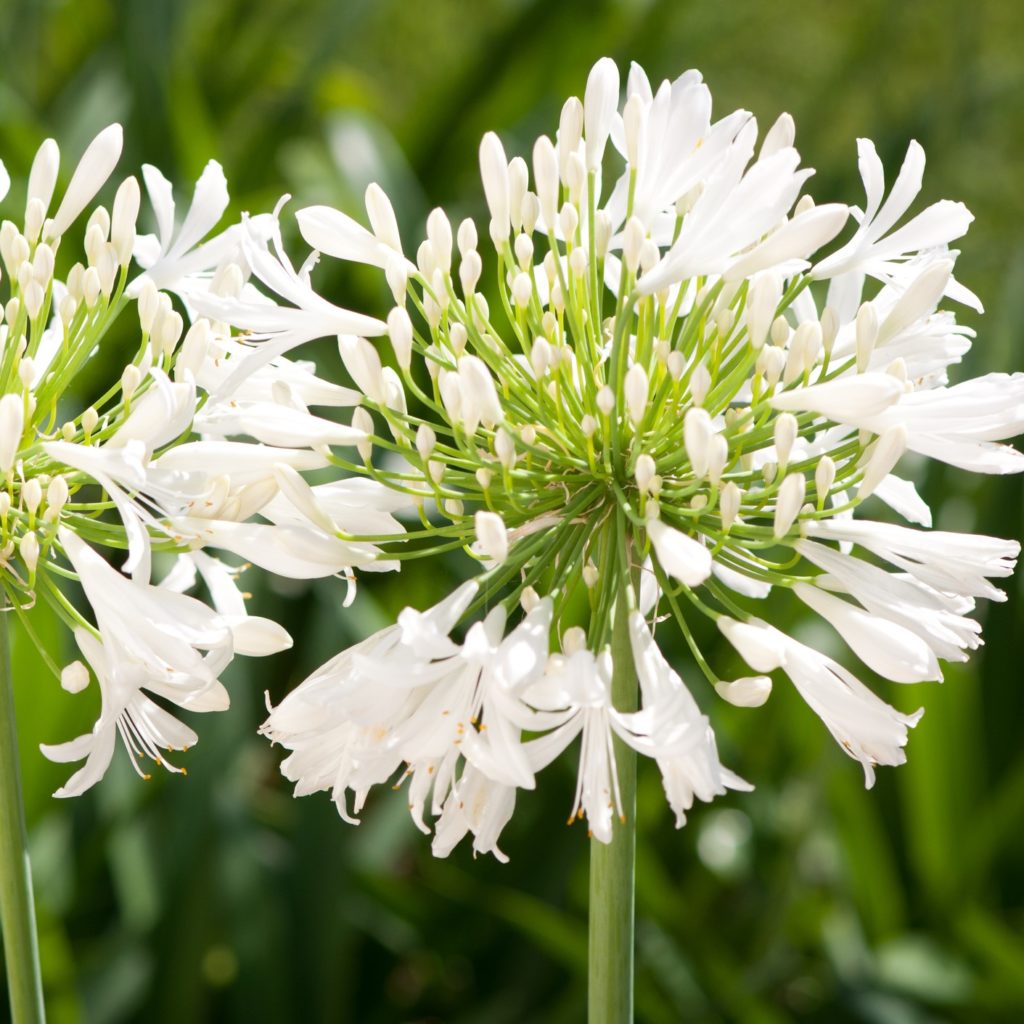 White Agapanthus