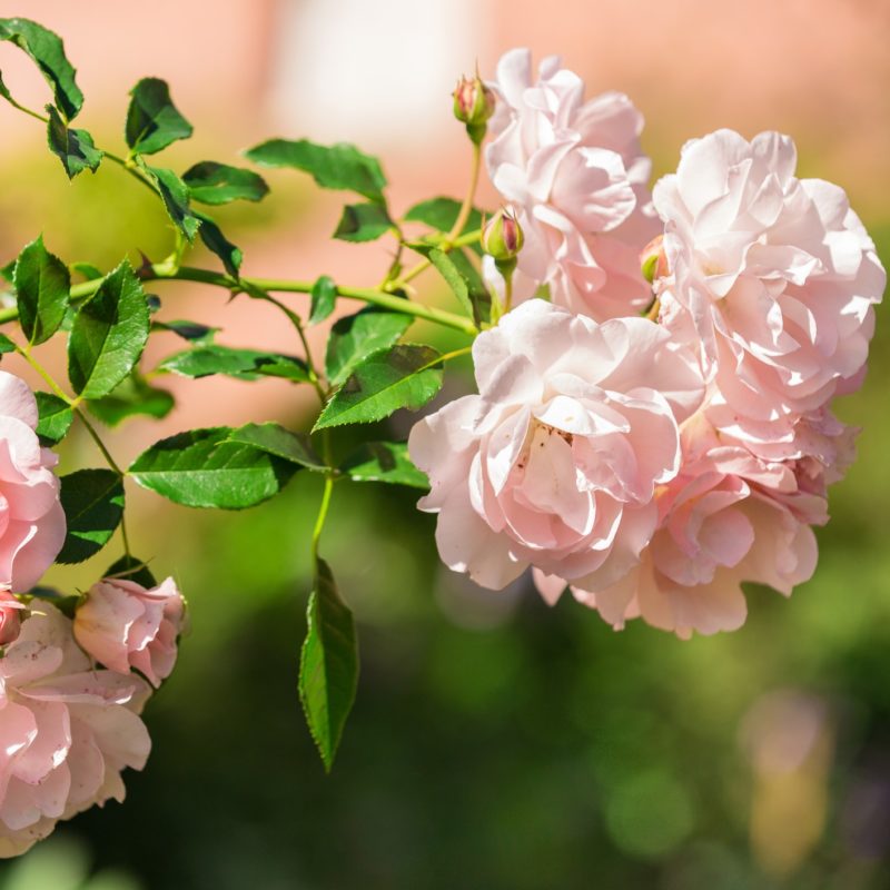 Monthly Plant Subscriptions Indooor House & Outdoor Plant Subscription