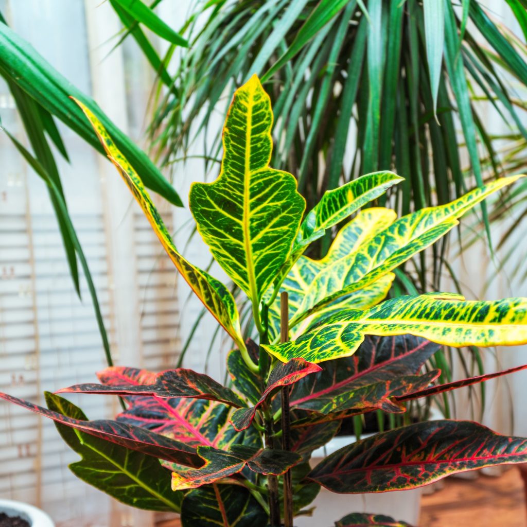 Home plant Croton in a pot