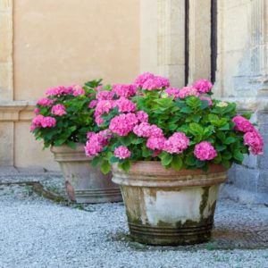 Outdoor Plant Subscriptions