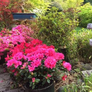 Outdoor Plant Subscriptions