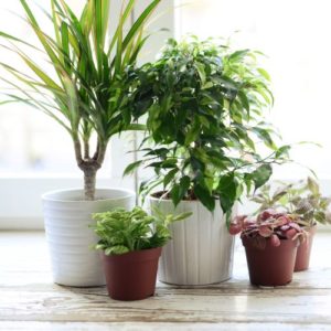 House Plant Subscription